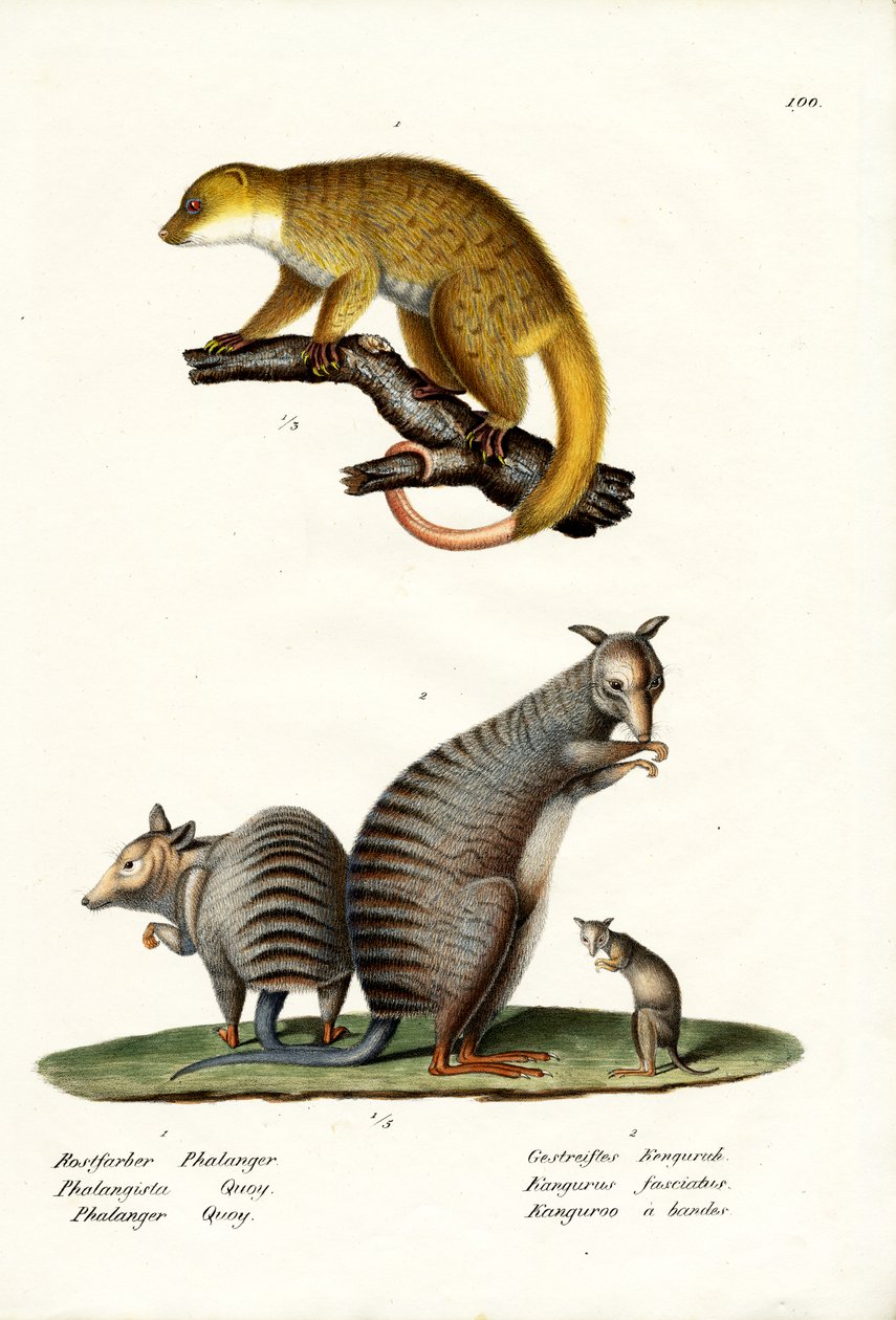 Wallaby a Bande, 1824 da Karl Joseph Brodtmann