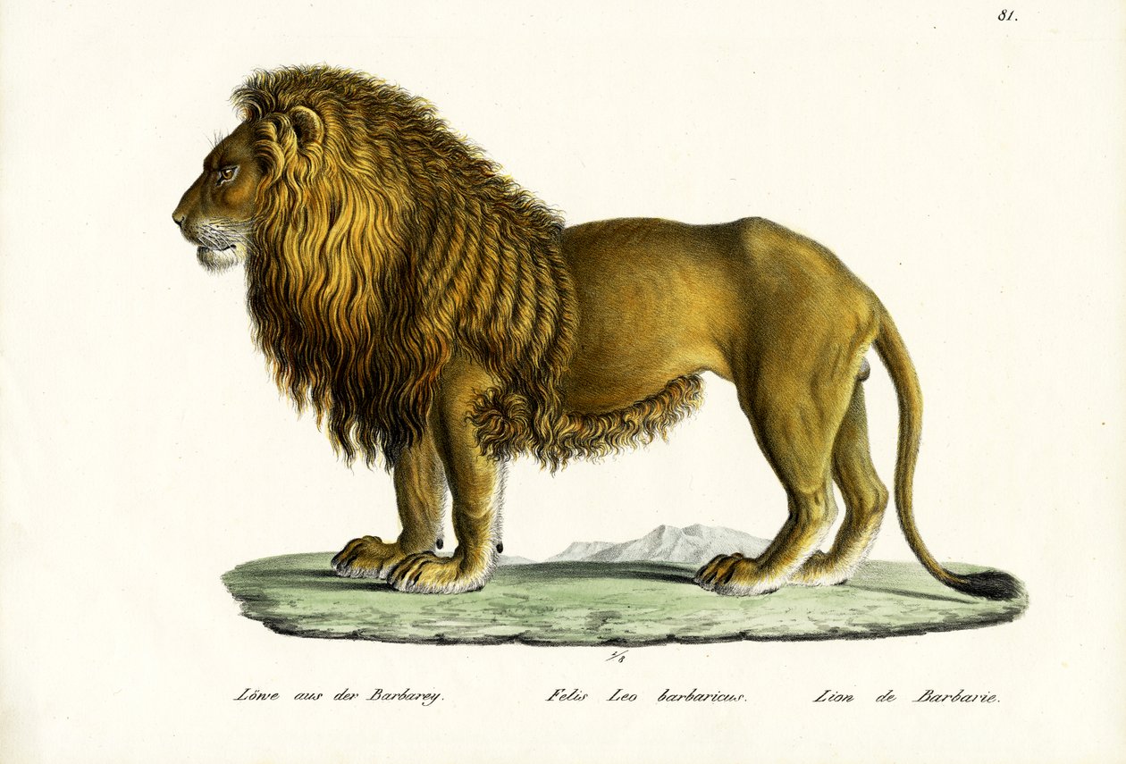 Leone berbero, 1824 da Karl Joseph Brodtmann