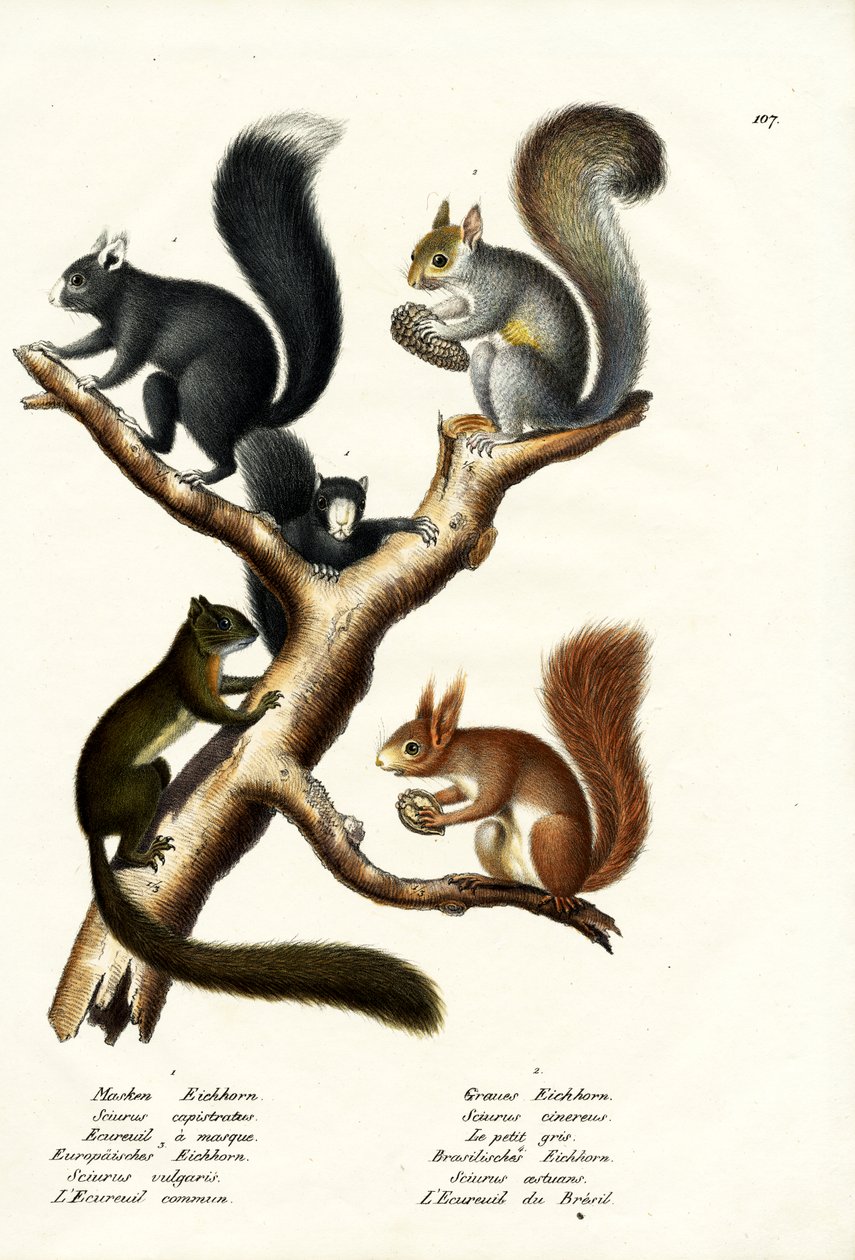 Diversi tipi di scoiattoli, 1824 da Karl Joseph Brodtmann