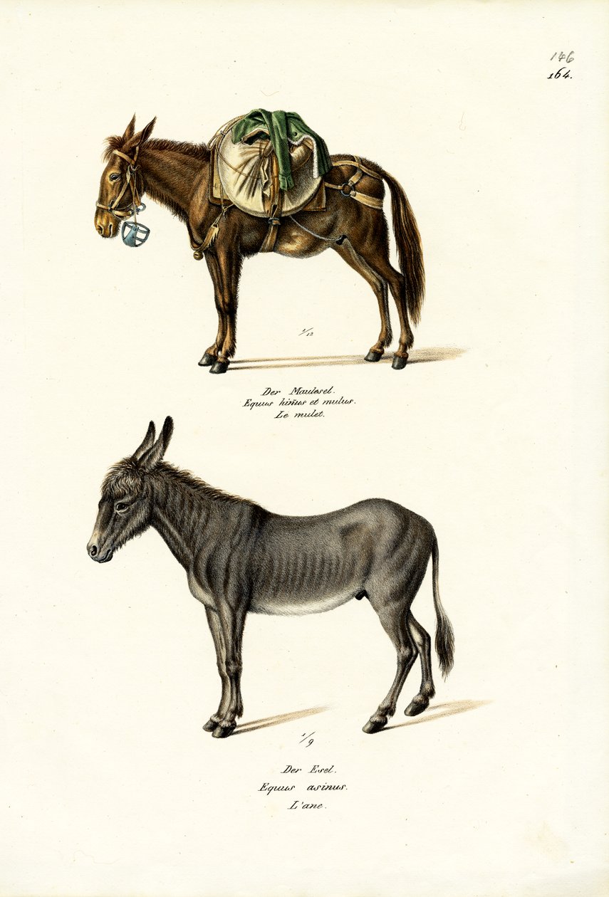 Asino da Karl Joseph Brodtmann
