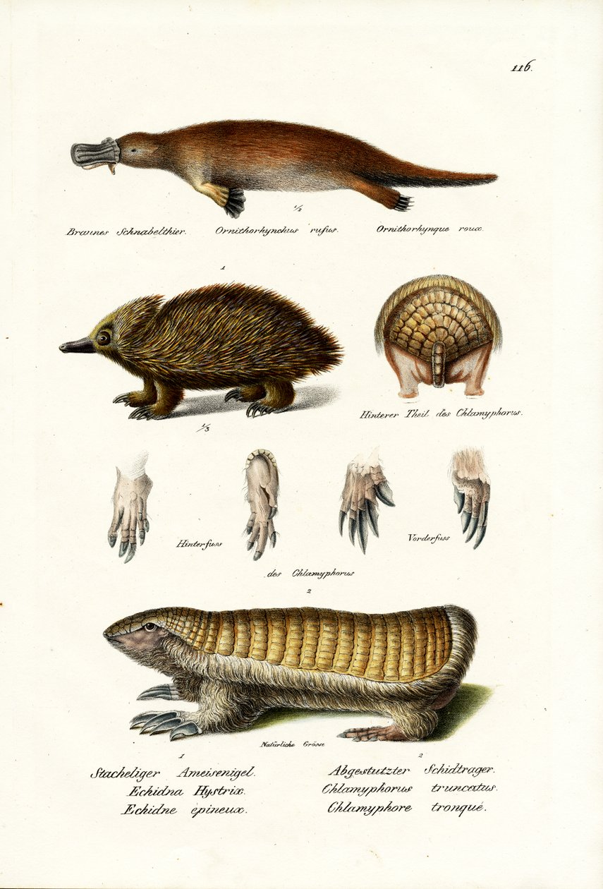 Ornitorinco, 1824 da Karl Joseph Brodtmann