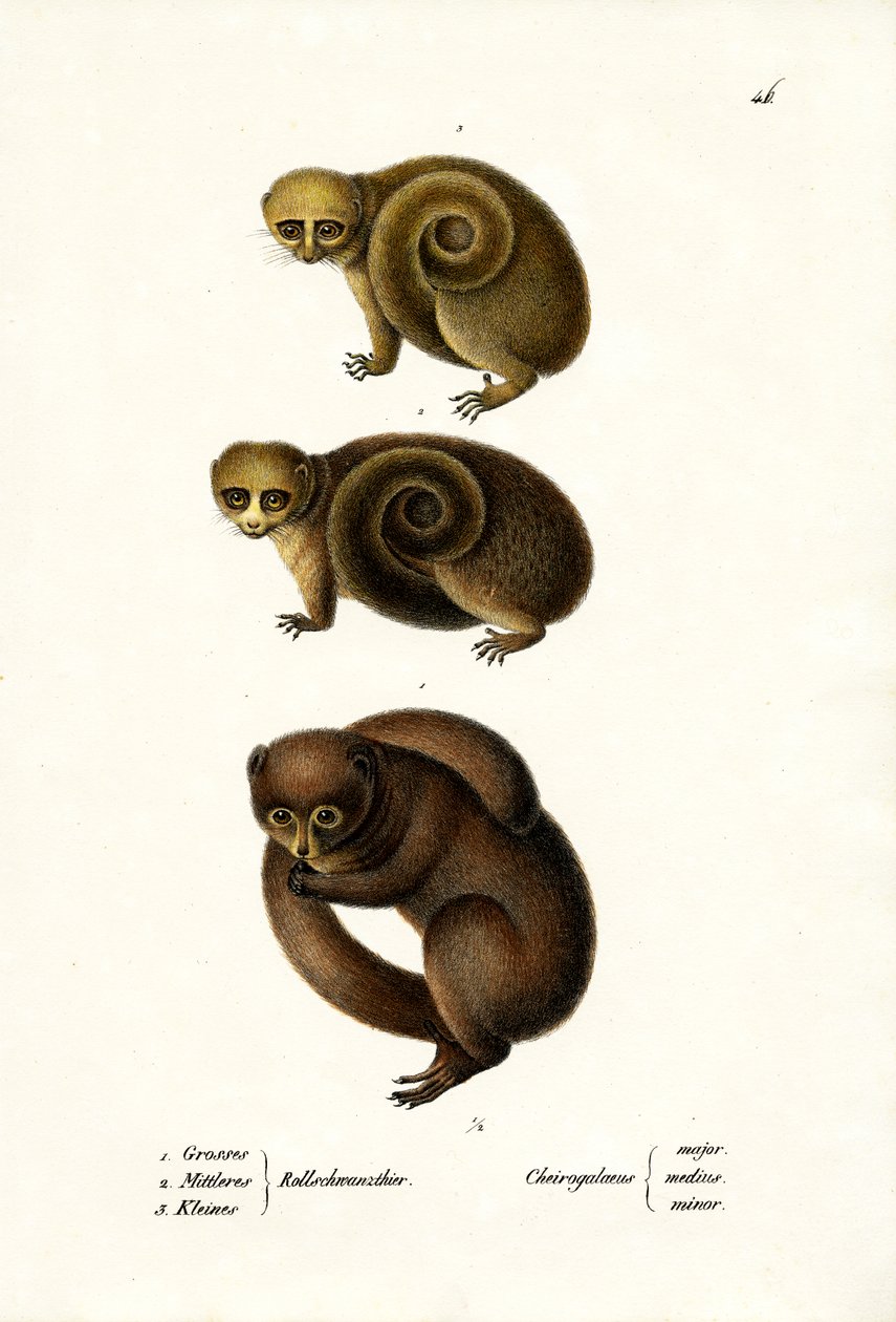 Lemure Nano, 1824 da Karl Joseph Brodtmann