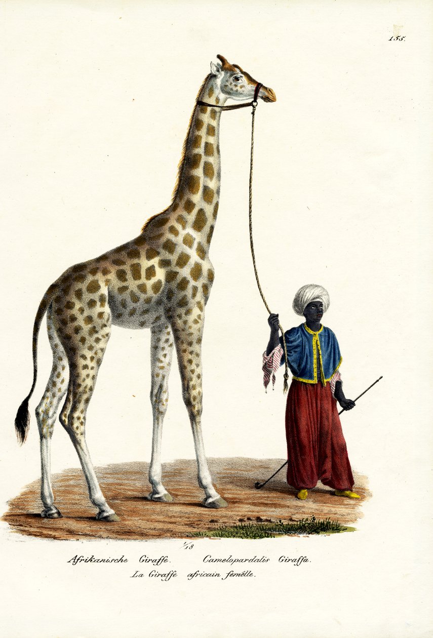 Giraffa da Karl Joseph Brodtmann