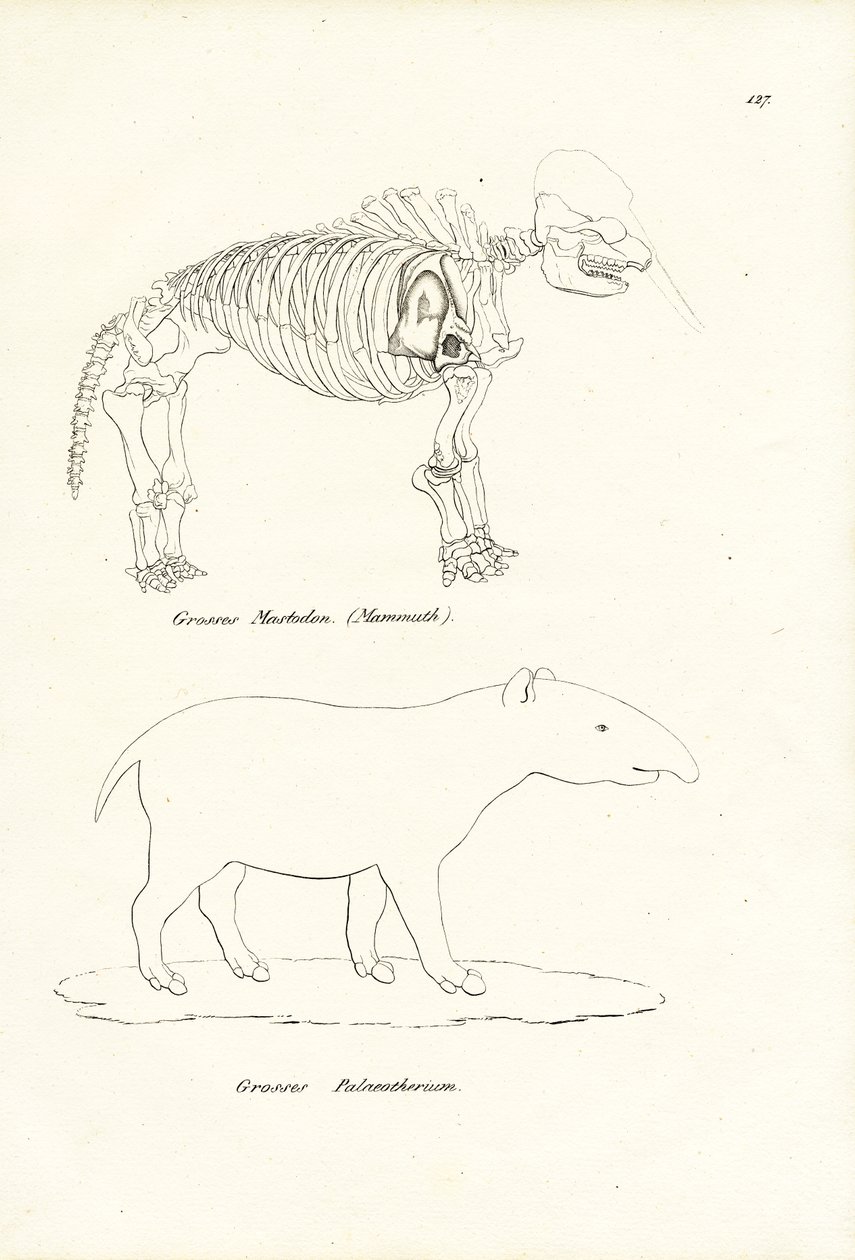 Mastodonte da Karl Joseph Brodtmann