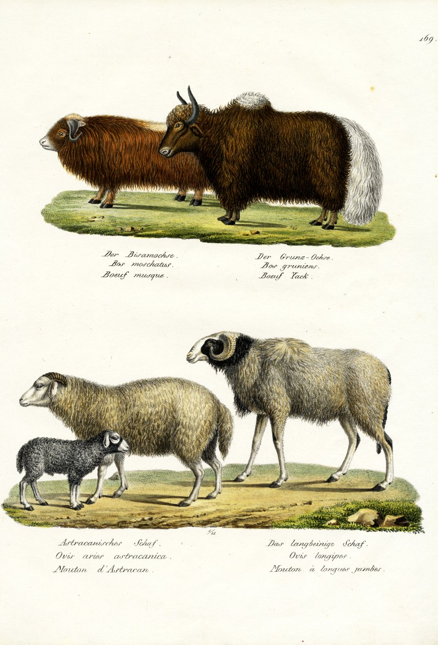 Bue muschiato, 1824 da Karl Joseph Brodtmann
