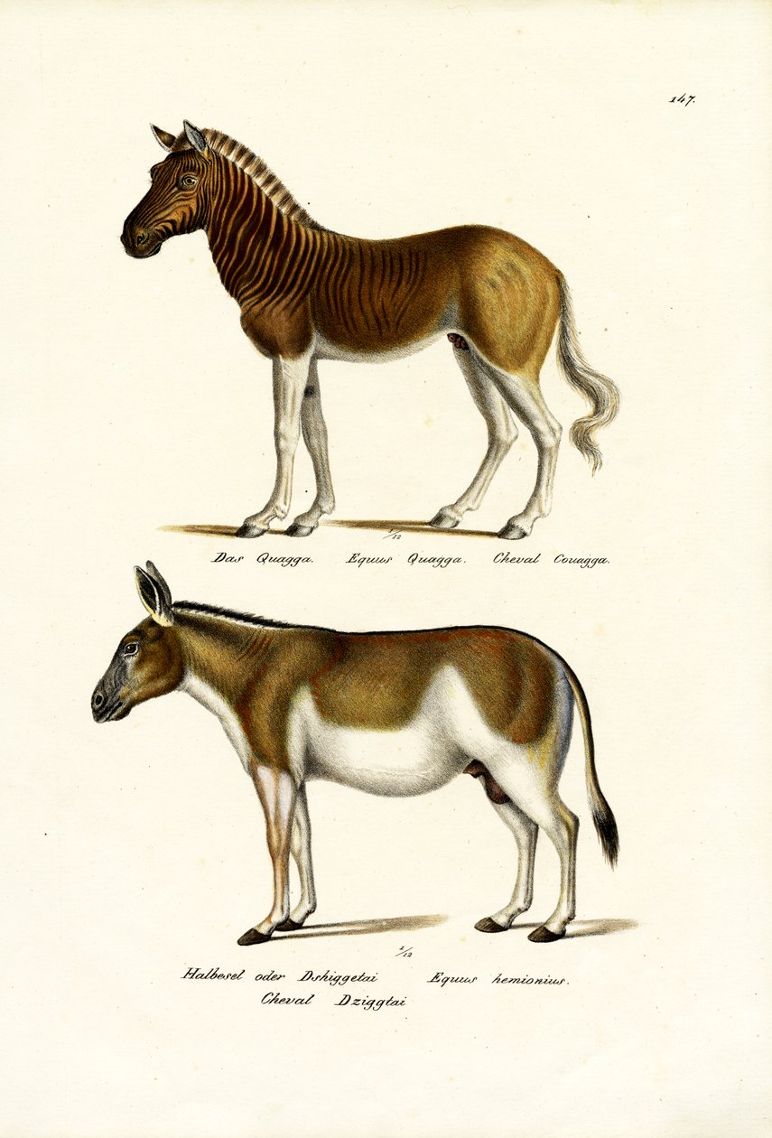 Quagga, 1824 da Karl Joseph Brodtmann