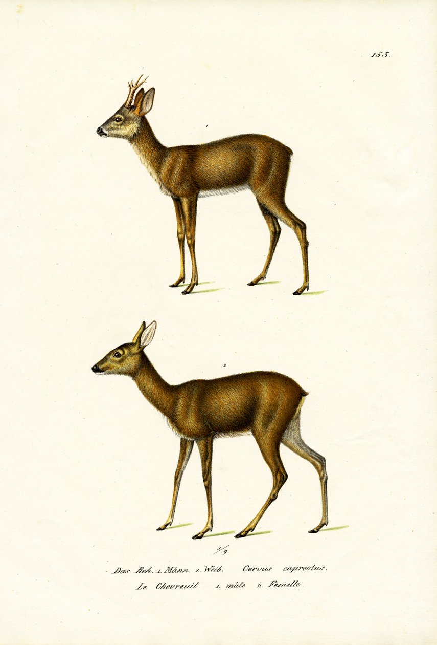 Capriolo, 1824 da Karl Joseph Brodtmann