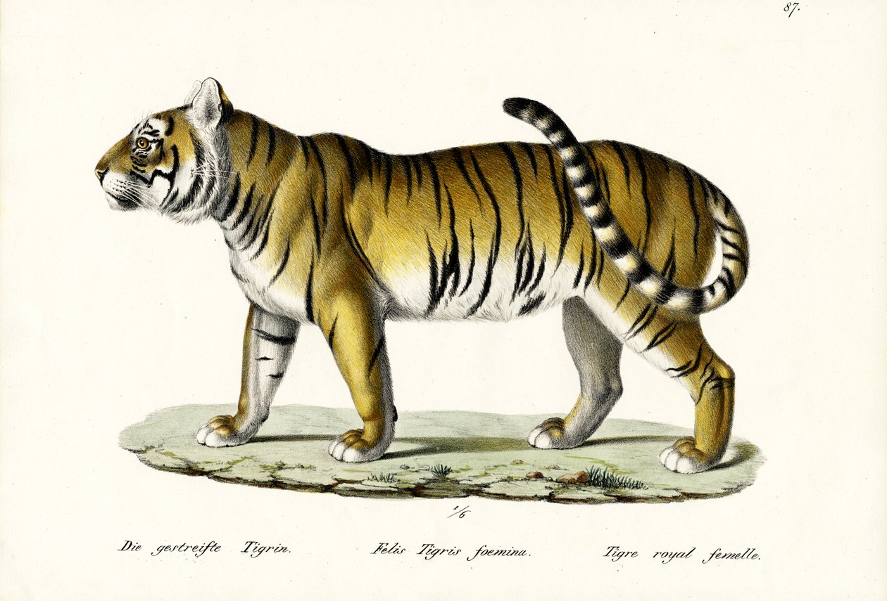 Tigre reale, 1824 da Karl Joseph Brodtmann