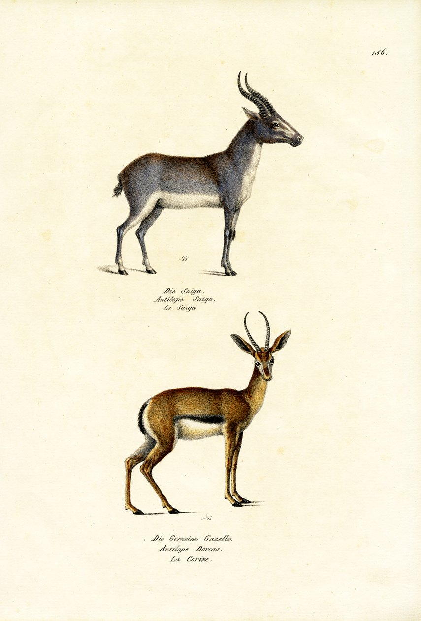 Saiga Antelope, 1824 da Karl Joseph Brodtmann