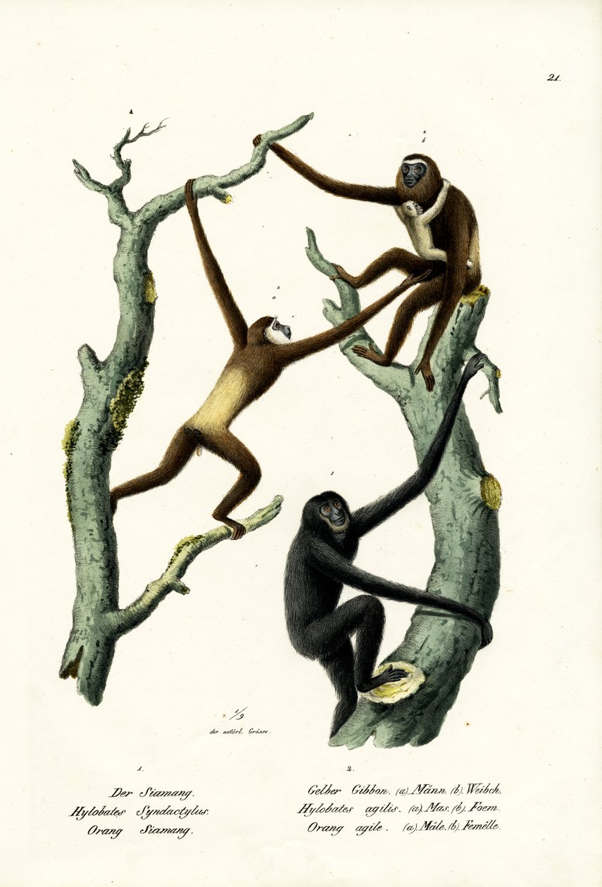 Siamang da Karl Joseph Brodtmann