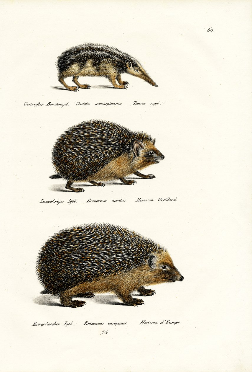 Tenrec senza coda da Karl Joseph Brodtmann