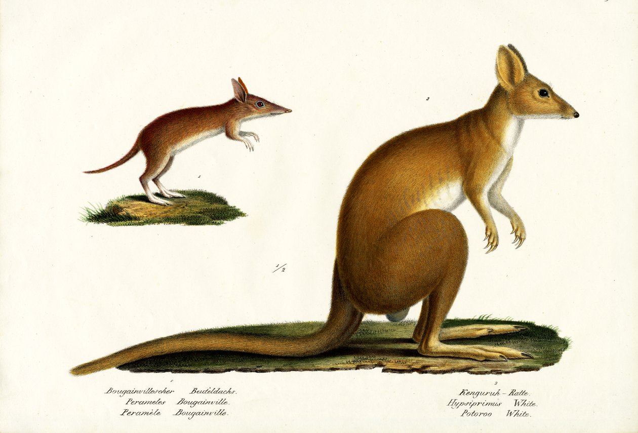 Bandicoot occidentale barrato da Karl Joseph Brodtmann