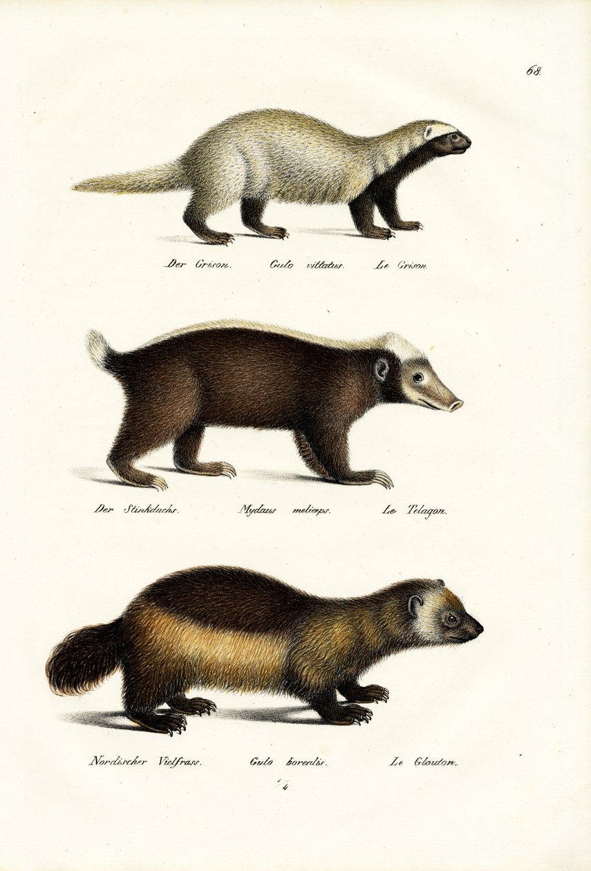 Ghiottone, 1824 da Karl Joseph Brodtmann