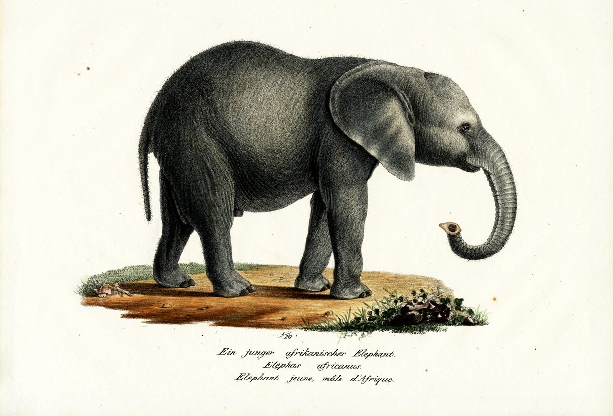 Giovane elefante africano da Karl Joseph Brodtmann