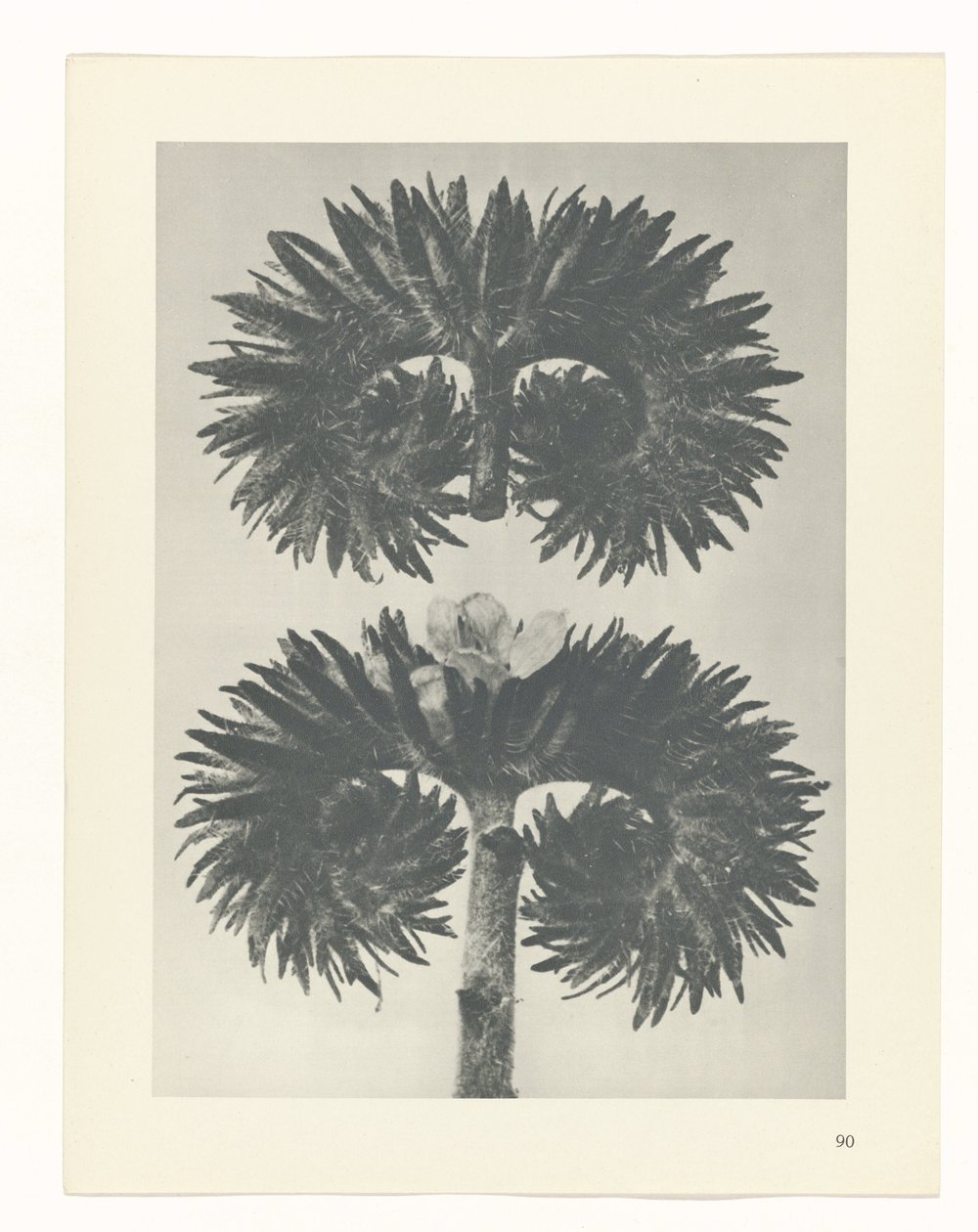 Studio di piante da Karl Blossfeldt