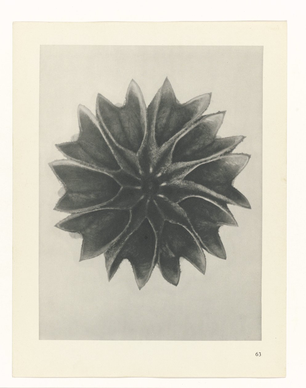 Studio di piante da Karl Blossfeldt