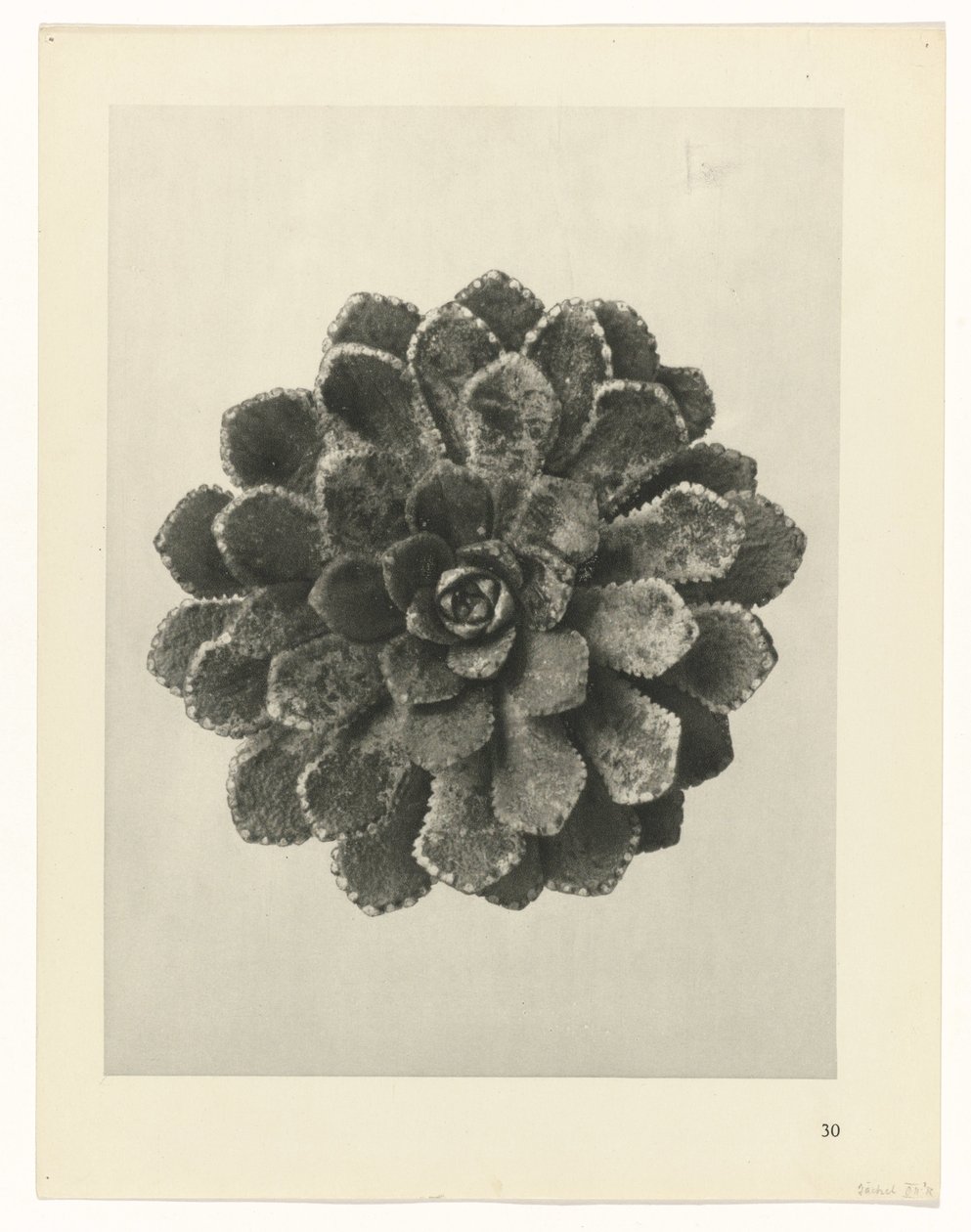 Studio di piante da Karl Blossfeldt