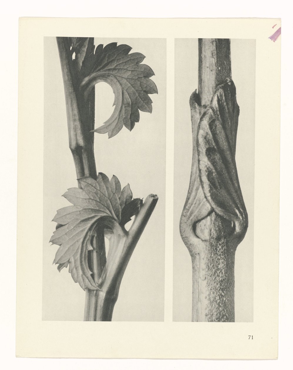 Studio di piante (serie Urformen der Kunst) da Karl Blossfeldt