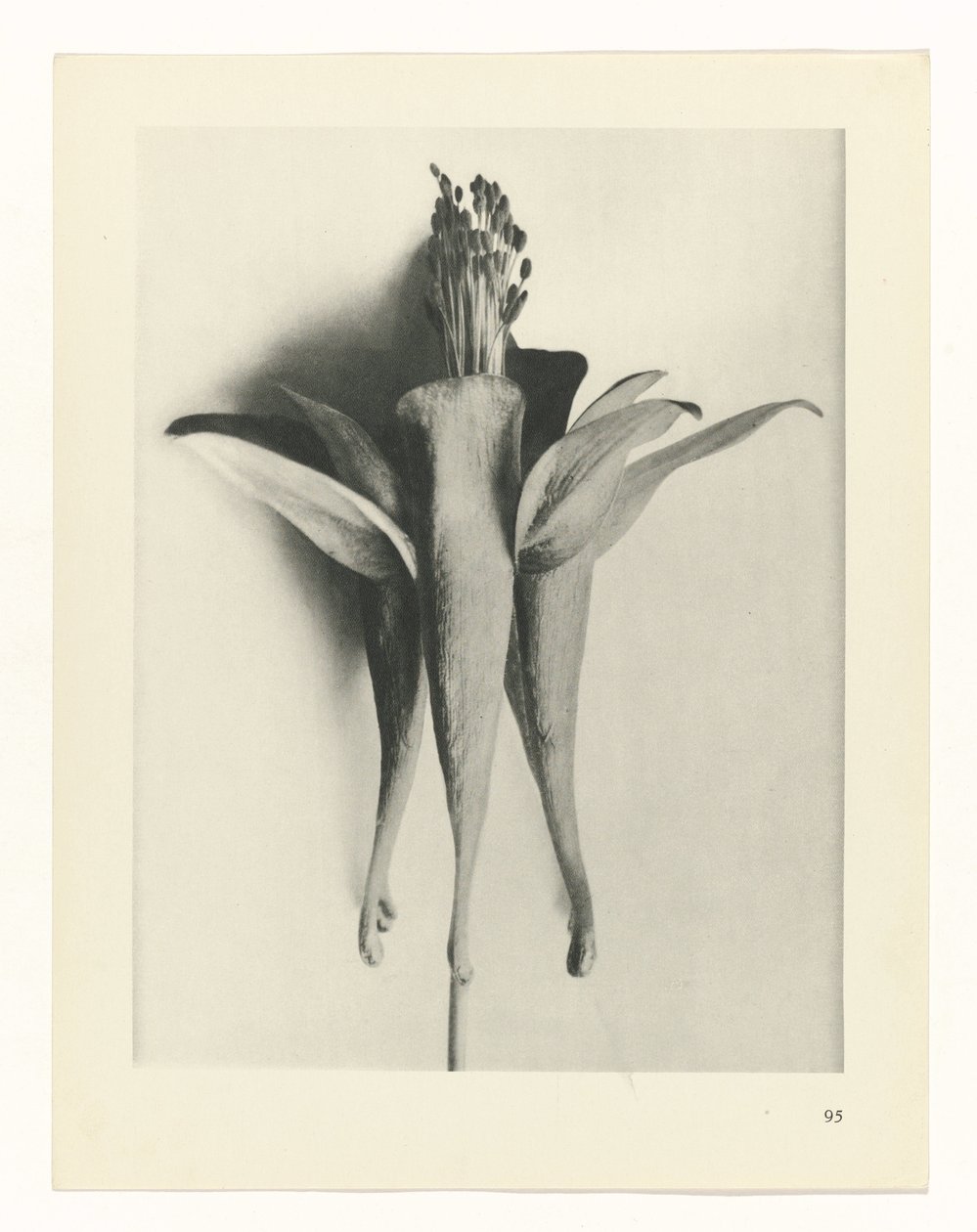 Studio di piante (serie Urformen der Kunst) da Karl Blossfeldt