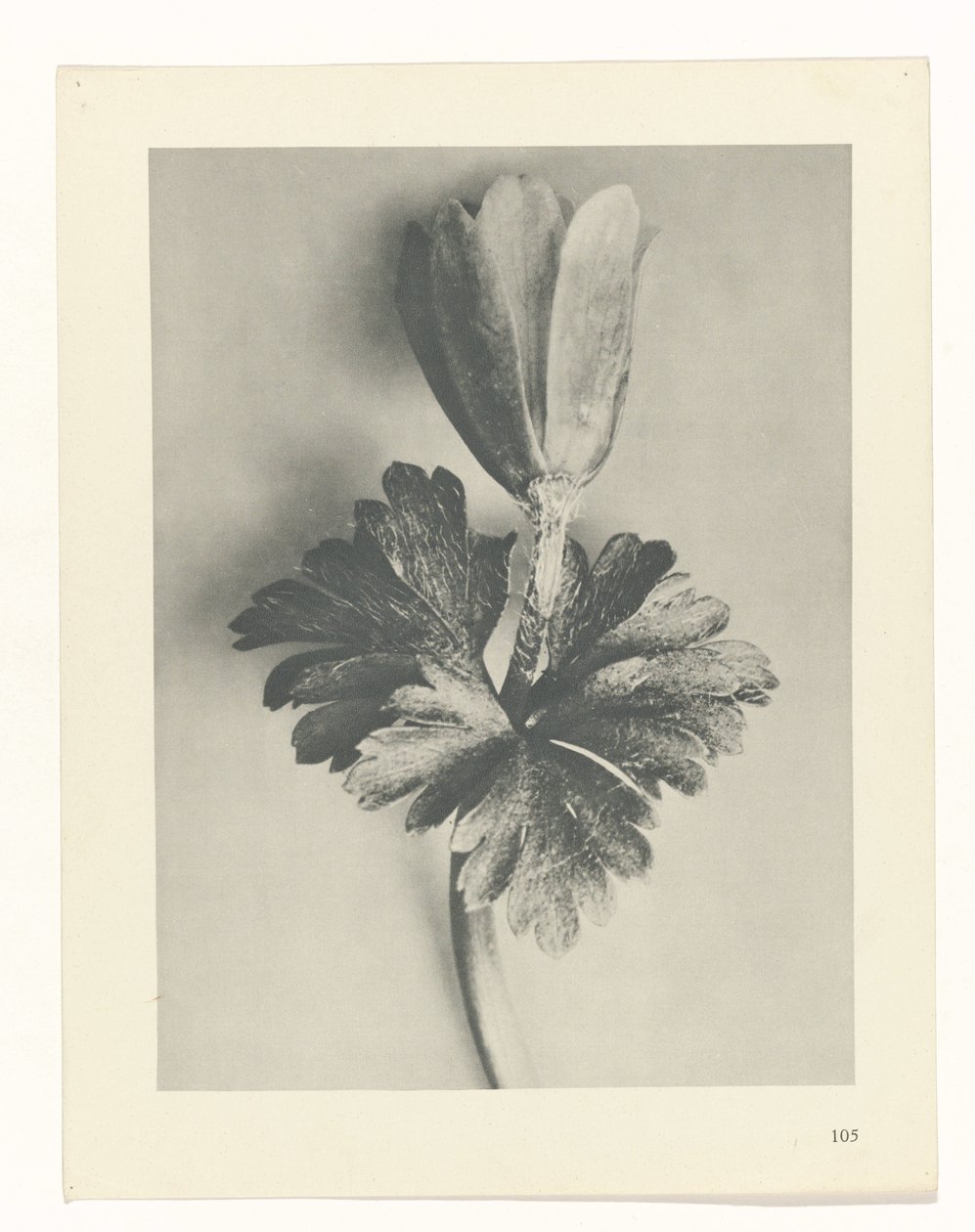 Studio di piante (serie Urformen der Kunst) da Karl Blossfeldt