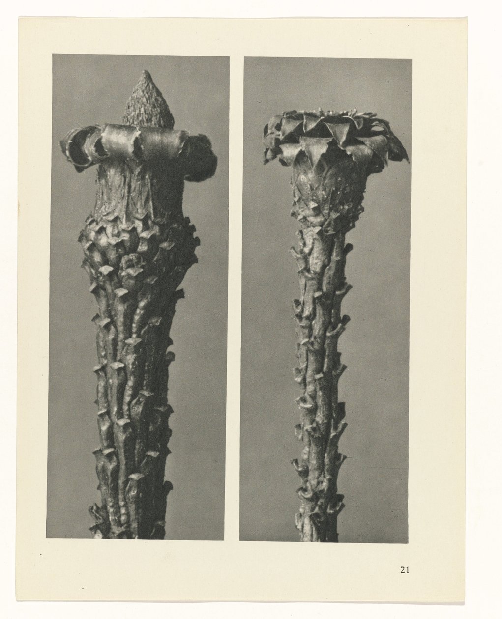 Studio di piante (serie Urformen der Kunst) da Karl Blossfeldt