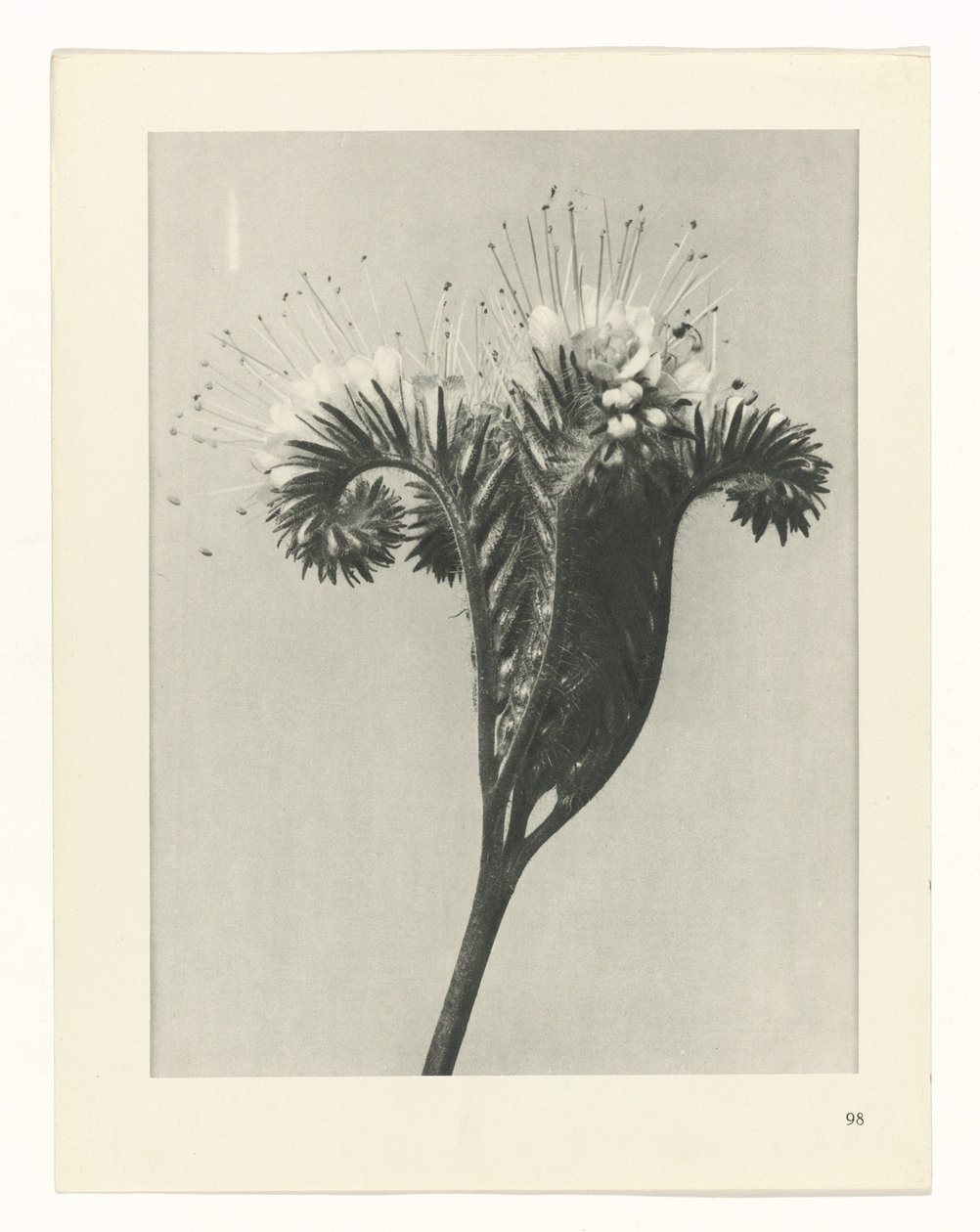 Studio di piante (serie Urformen der Kunst) da Karl Blossfeldt