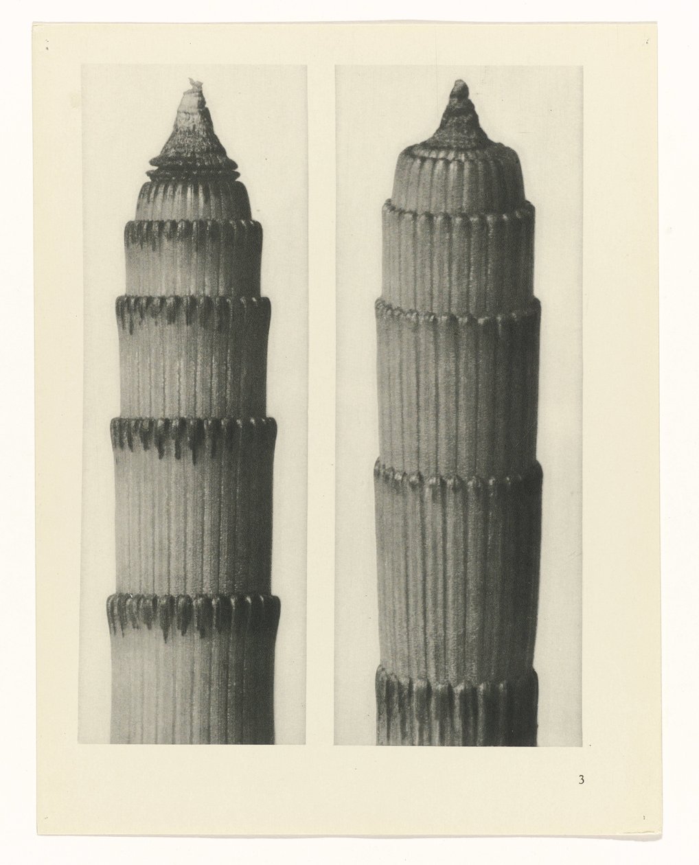 Studio di piante (serie Urformen der Kunst) da Karl Blossfeldt