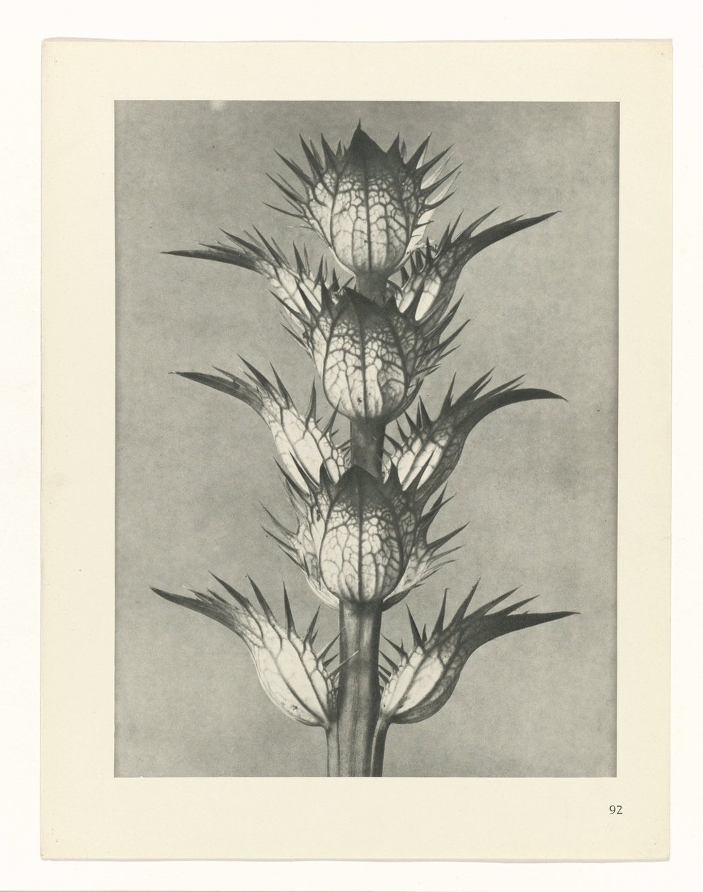 Studio di piante (serie Urformen der Kunst) da Karl Blossfeldt