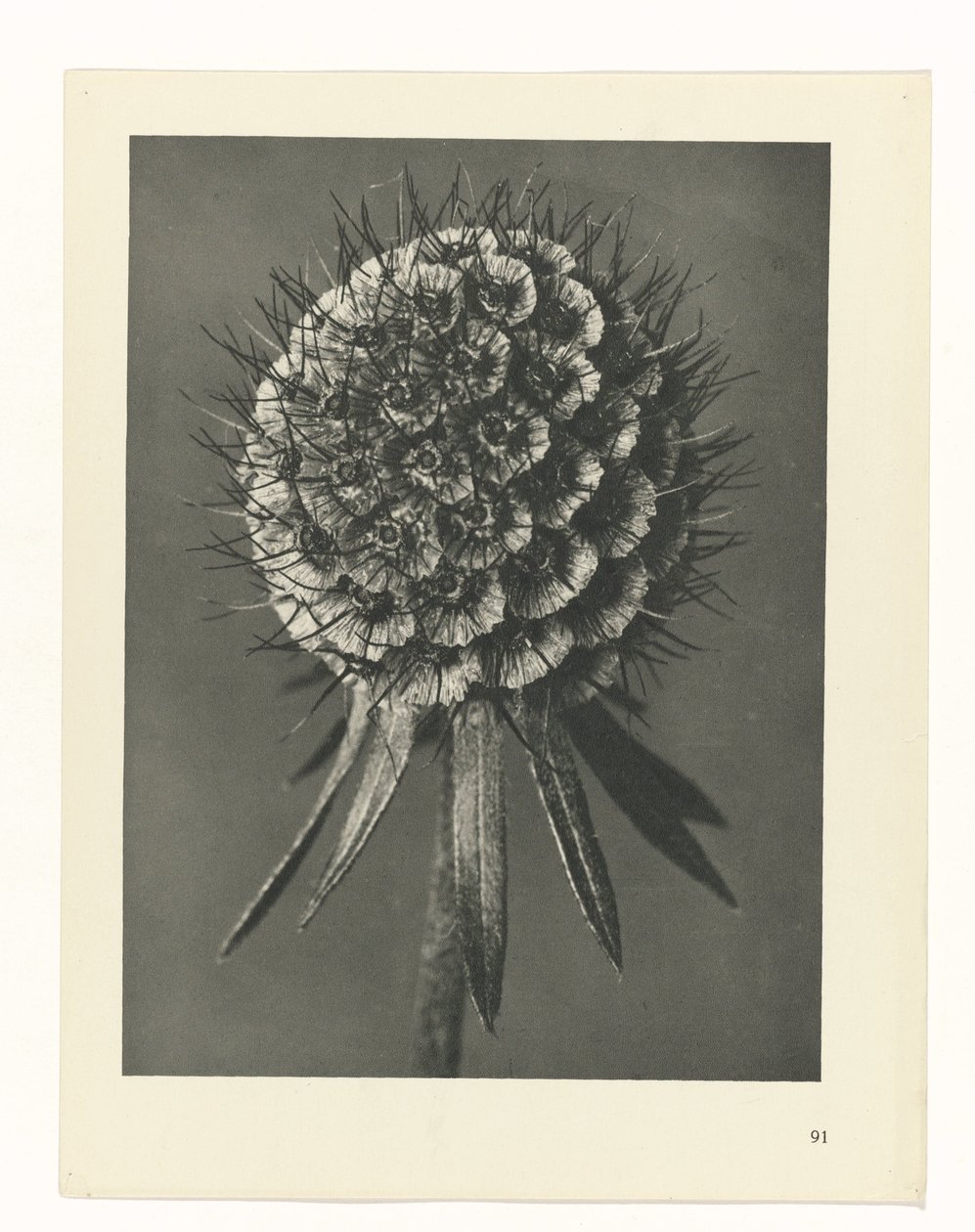 Studio di piante (serie Urformen der Kunst) da Karl Blossfeldt