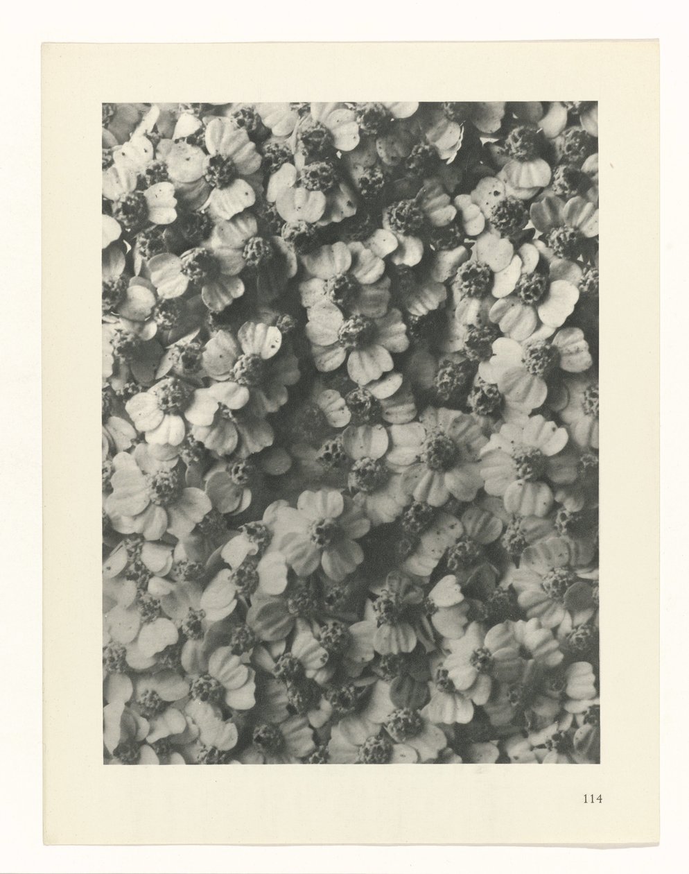 Studio di piante (serie Urformen der Kunst) da Karl Blossfeldt