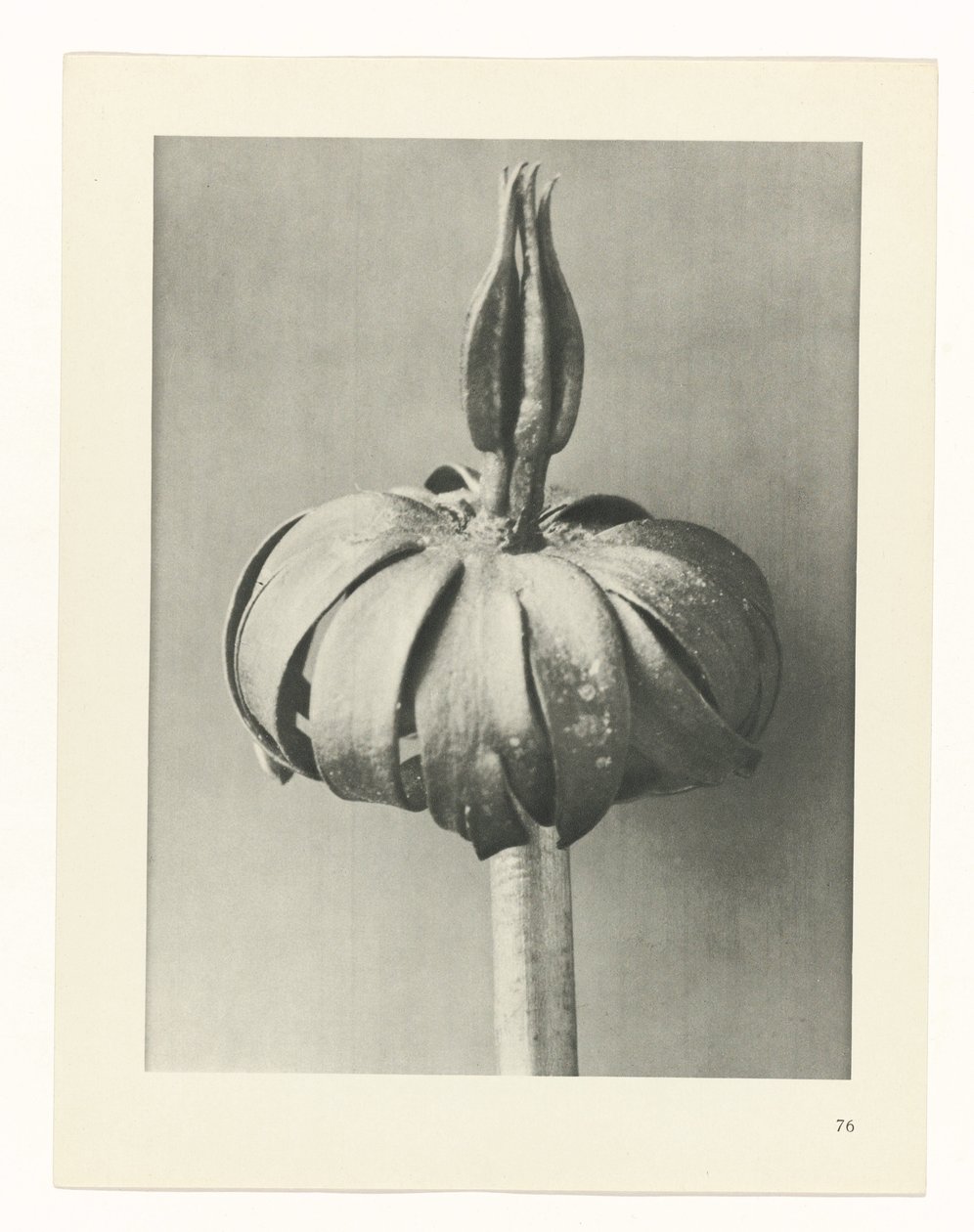 Studio di piante (serie Urformen der Kunst) da Karl Blossfeldt