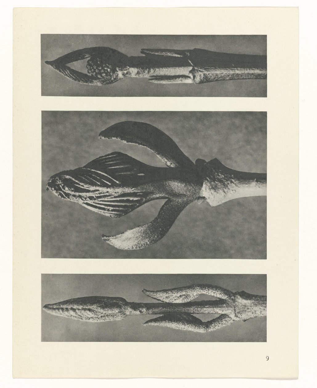 Studio di piante (serie Urformen der Kunst) da Karl Blossfeldt