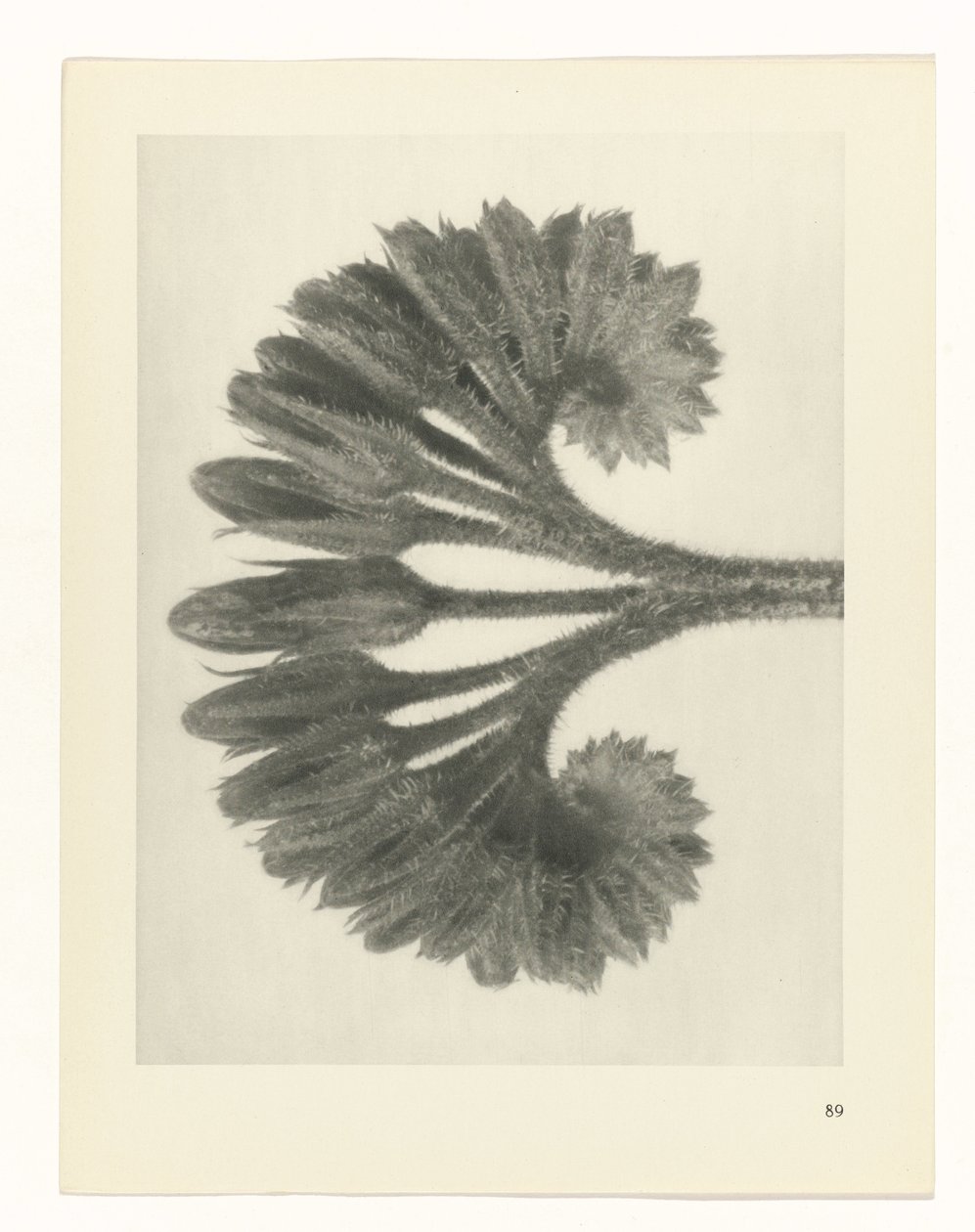 Studio di piante (serie Urformen der Kunst) da Karl Blossfeldt