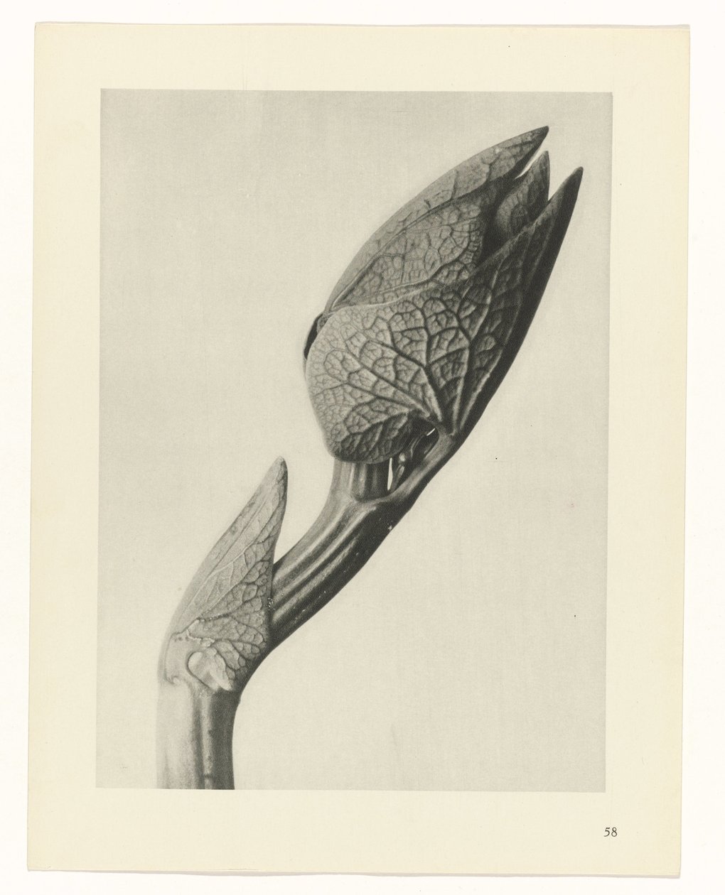 Studio di piante (serie Urformen der Kunst) da Karl Blossfeldt