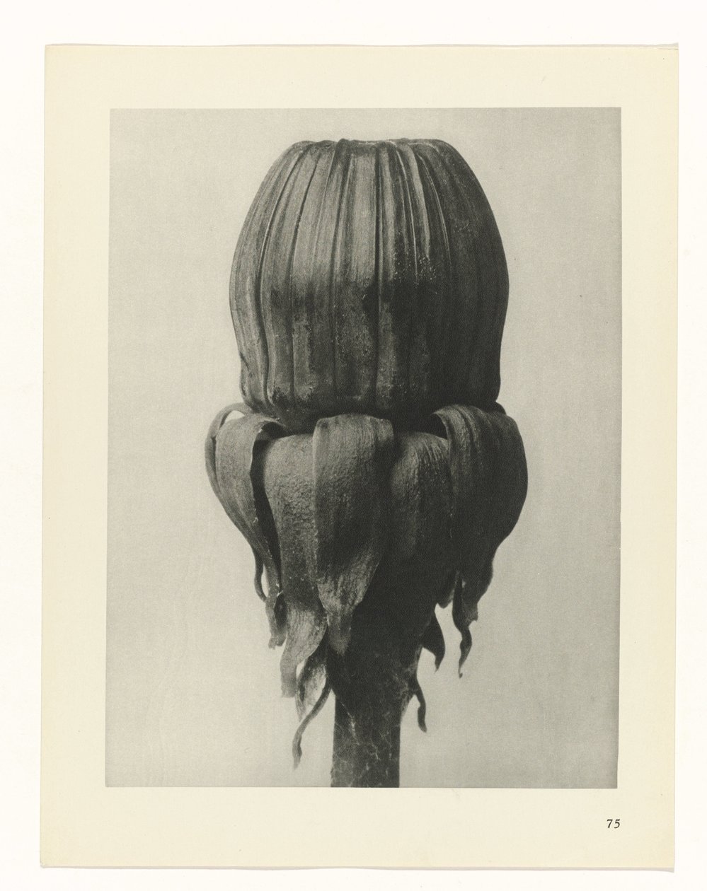 Studio di piante (serie Urformen der Kunst) da Karl Blossfeldt