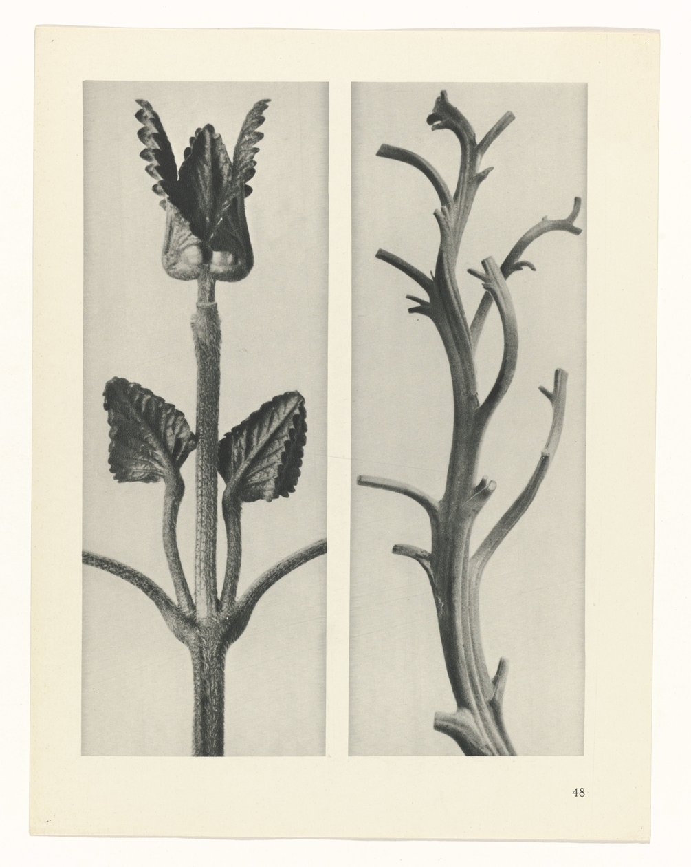 Studio di piante (serie Urformen der Kunst) da Karl Blossfeldt