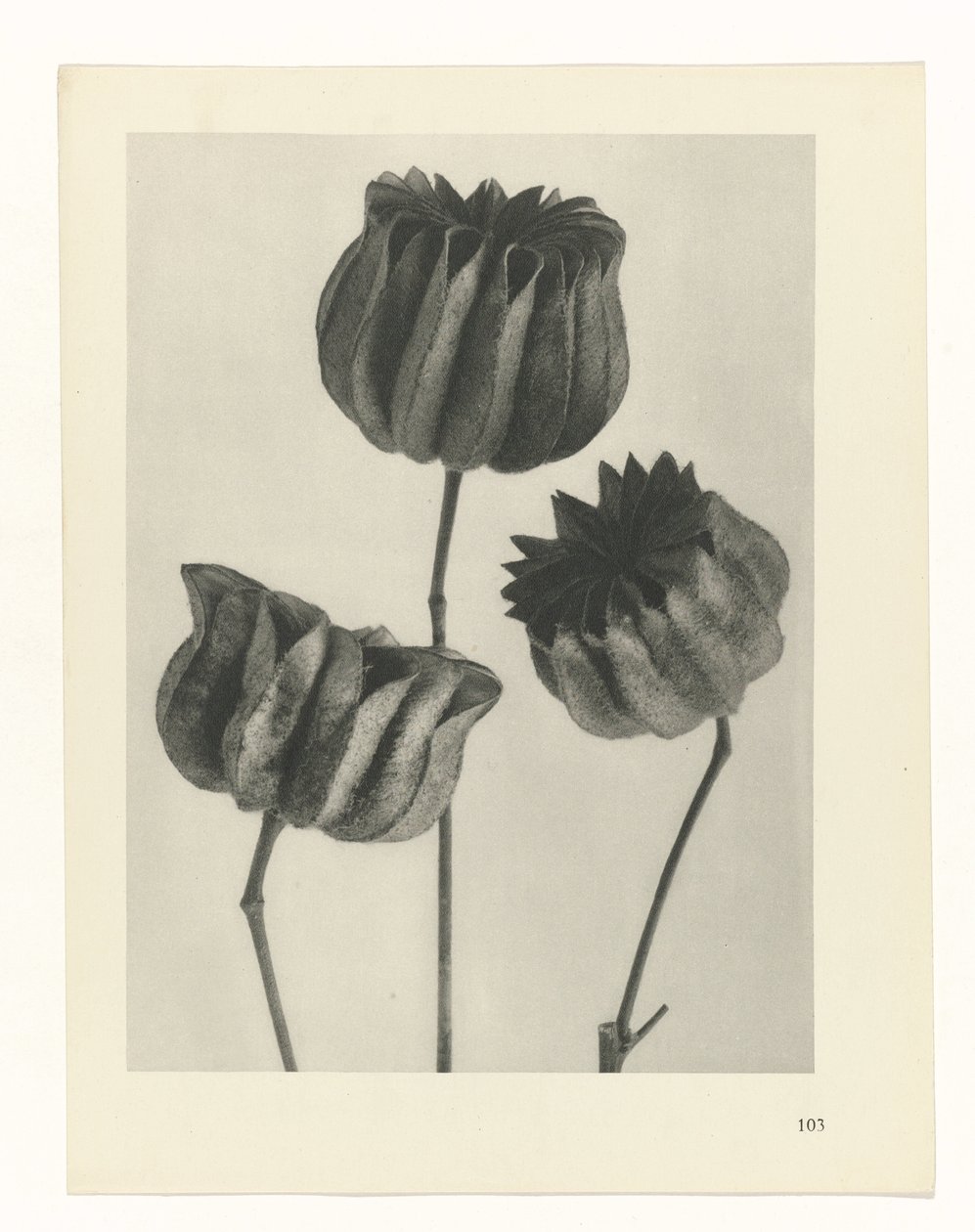 Studio di piante (serie Urformen der Kunst) da Karl Blossfeldt