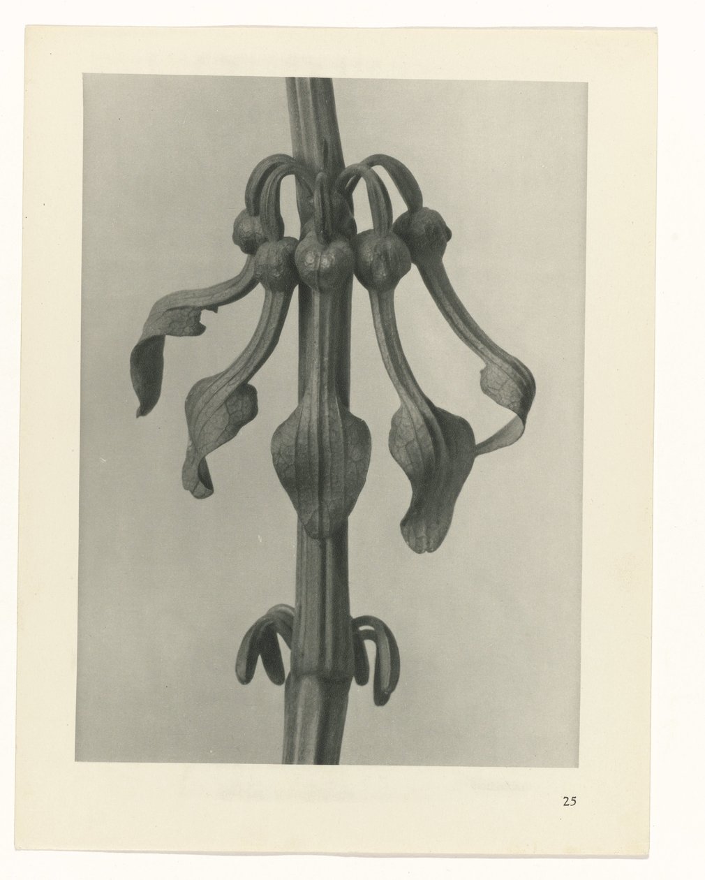 Studio di piante (serie Urformen der Kunst) da Karl Blossfeldt