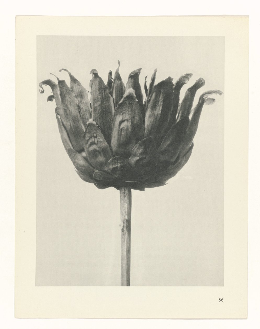 Studio di piante (serie Urformen der Kunst) da Karl Blossfeldt