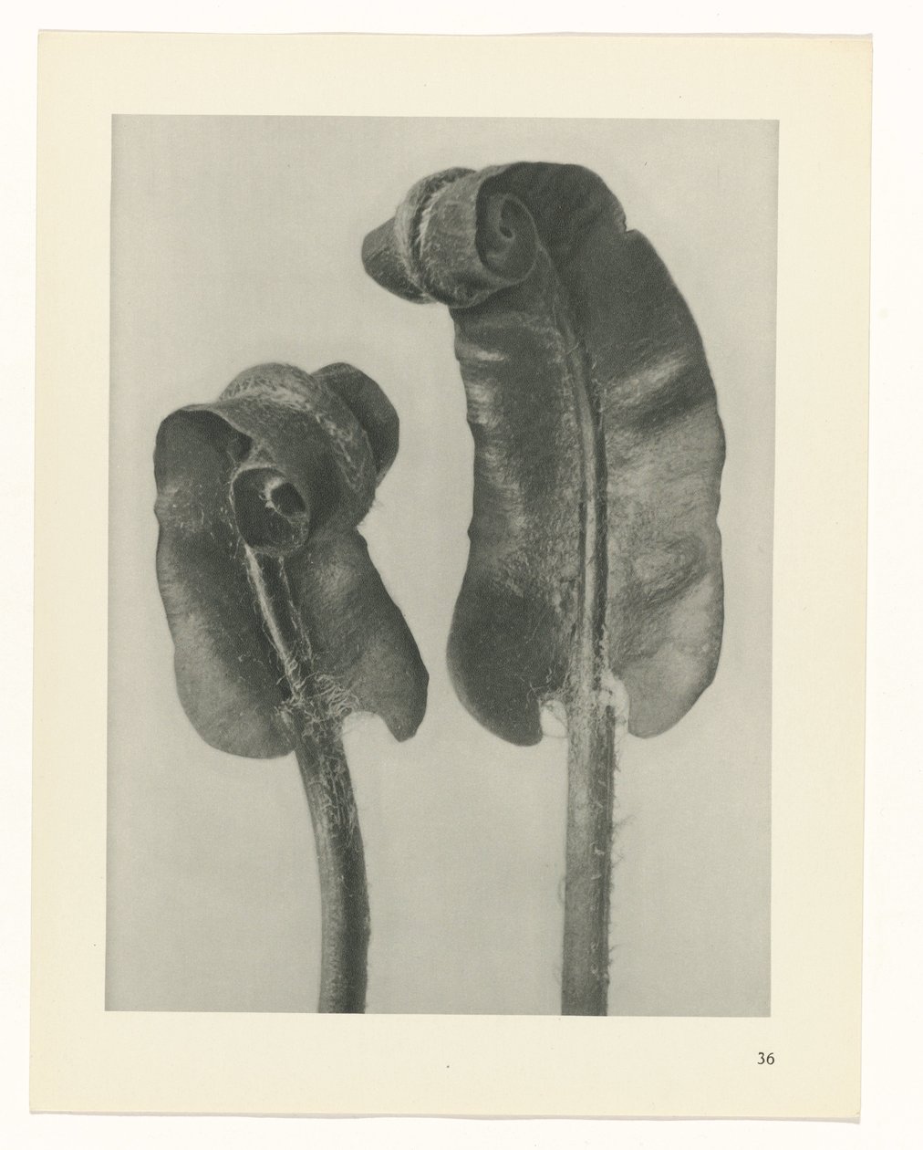 Studio di piante (serie Urformen der Kunst) da Karl Blossfeldt