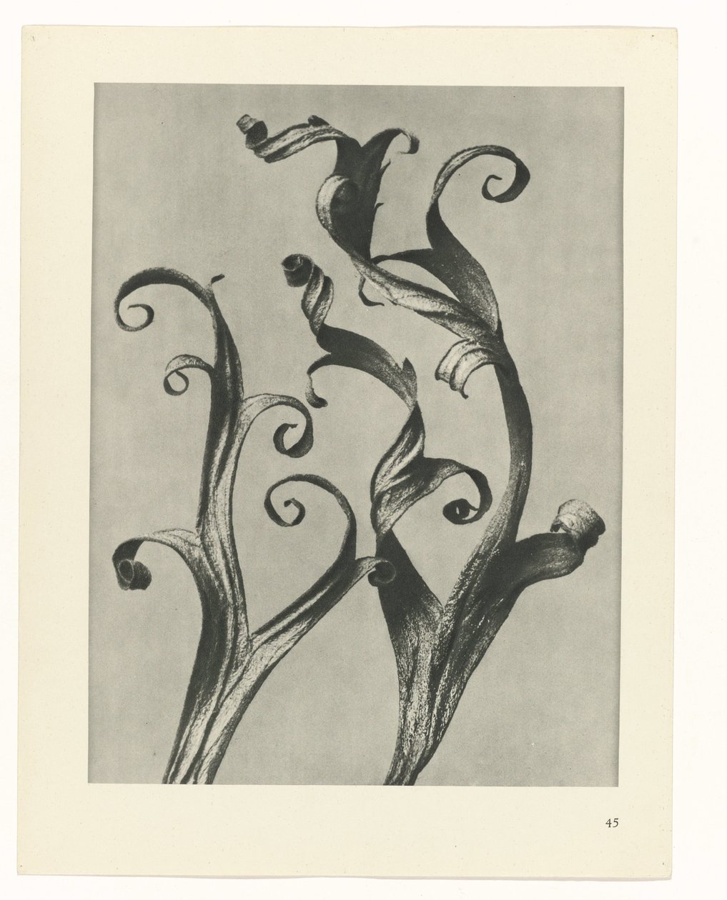 Studio di piante (serie Urformen der Kunst) da Karl Blossfeldt