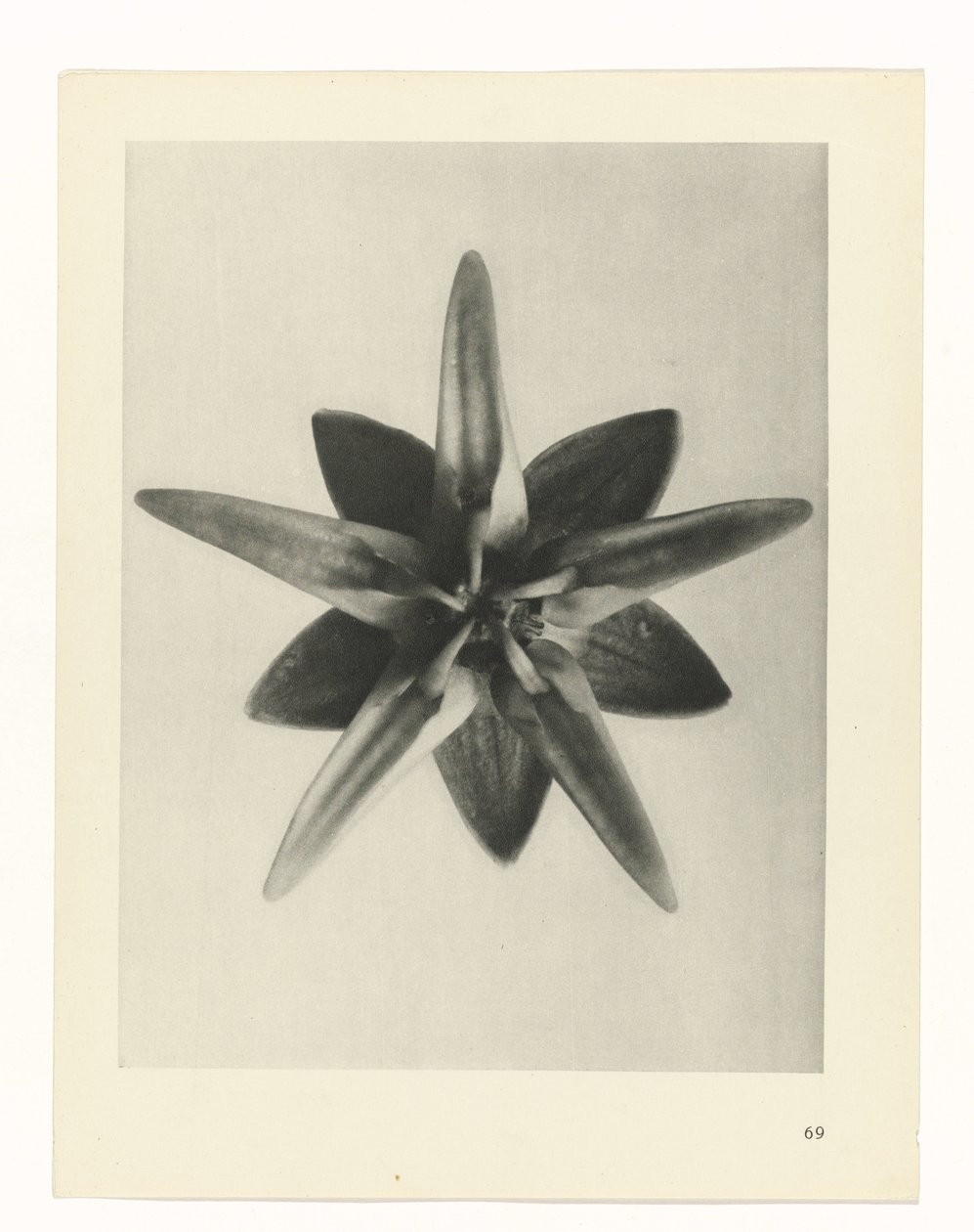 Studio di piante (serie Urformen der Kunst) da Karl Blossfeldt