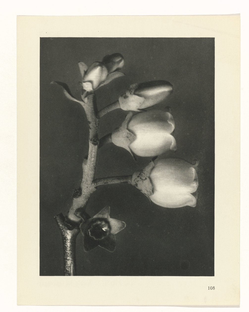 Studio di piante (serie Urformen der Kunst) da Karl Blossfeldt