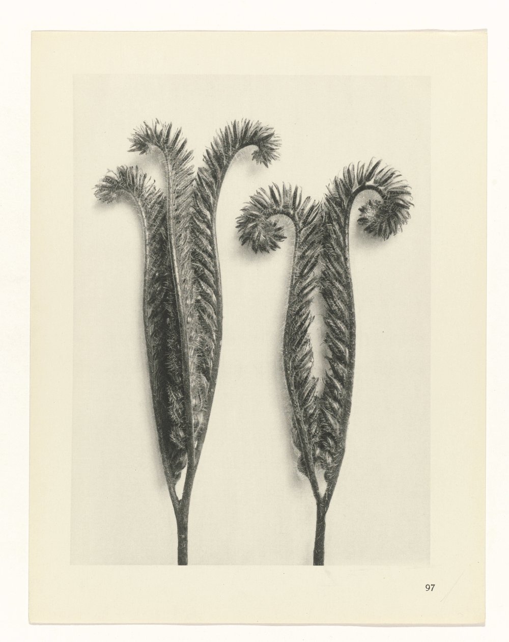Studio di piante (serie Urformen der Kunst) da Karl Blossfeldt