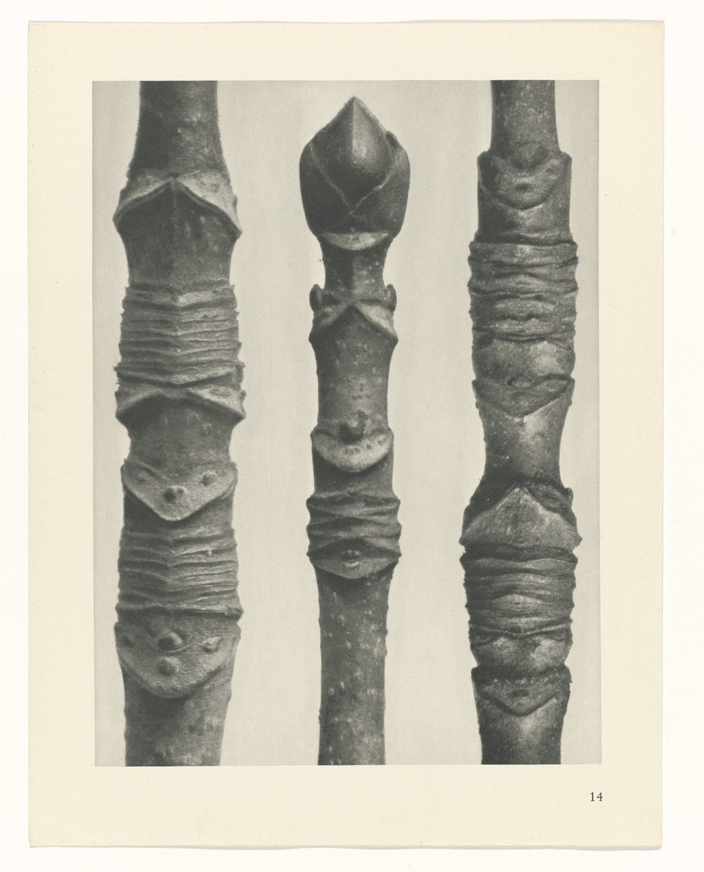 Studio di piante (serie Urformen der Kunst) da Karl Blossfeldt