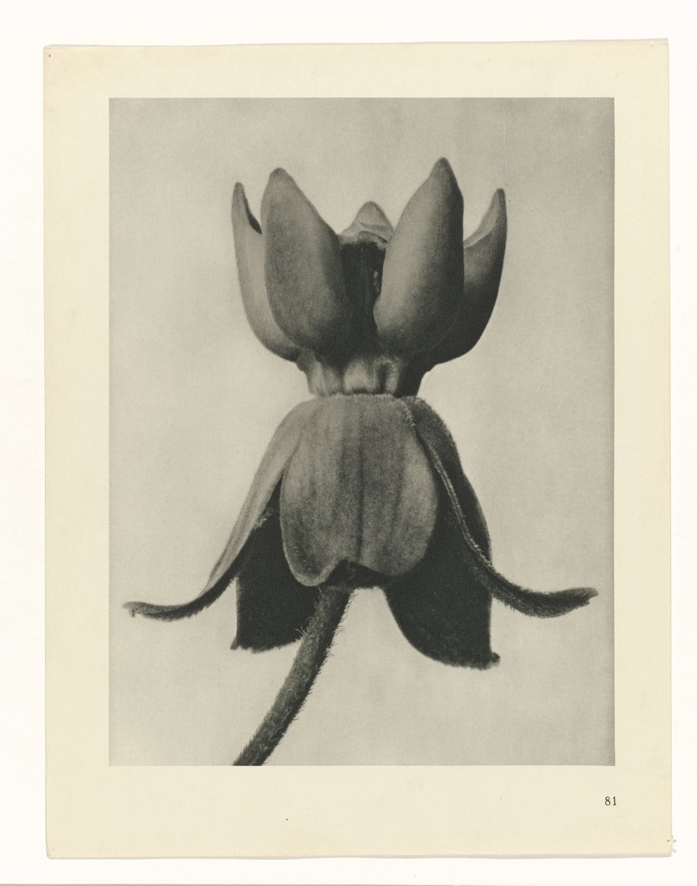 Studio di piante (serie Urformen der Kunst) da Karl Blossfeldt