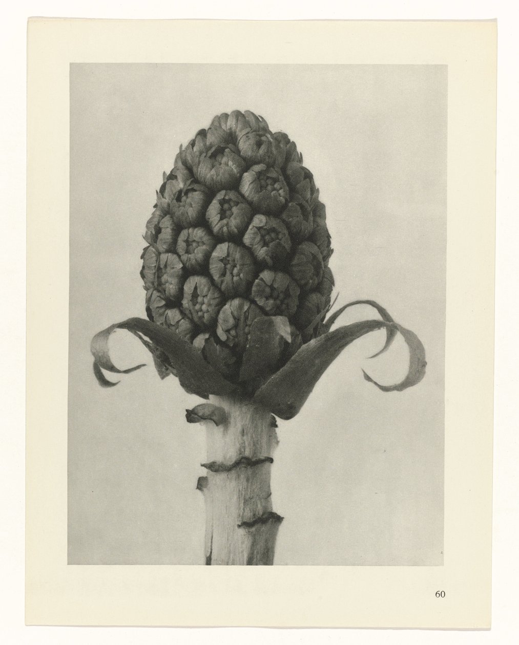 Studio di piante (serie Urformen der Kunst) da Karl Blossfeldt