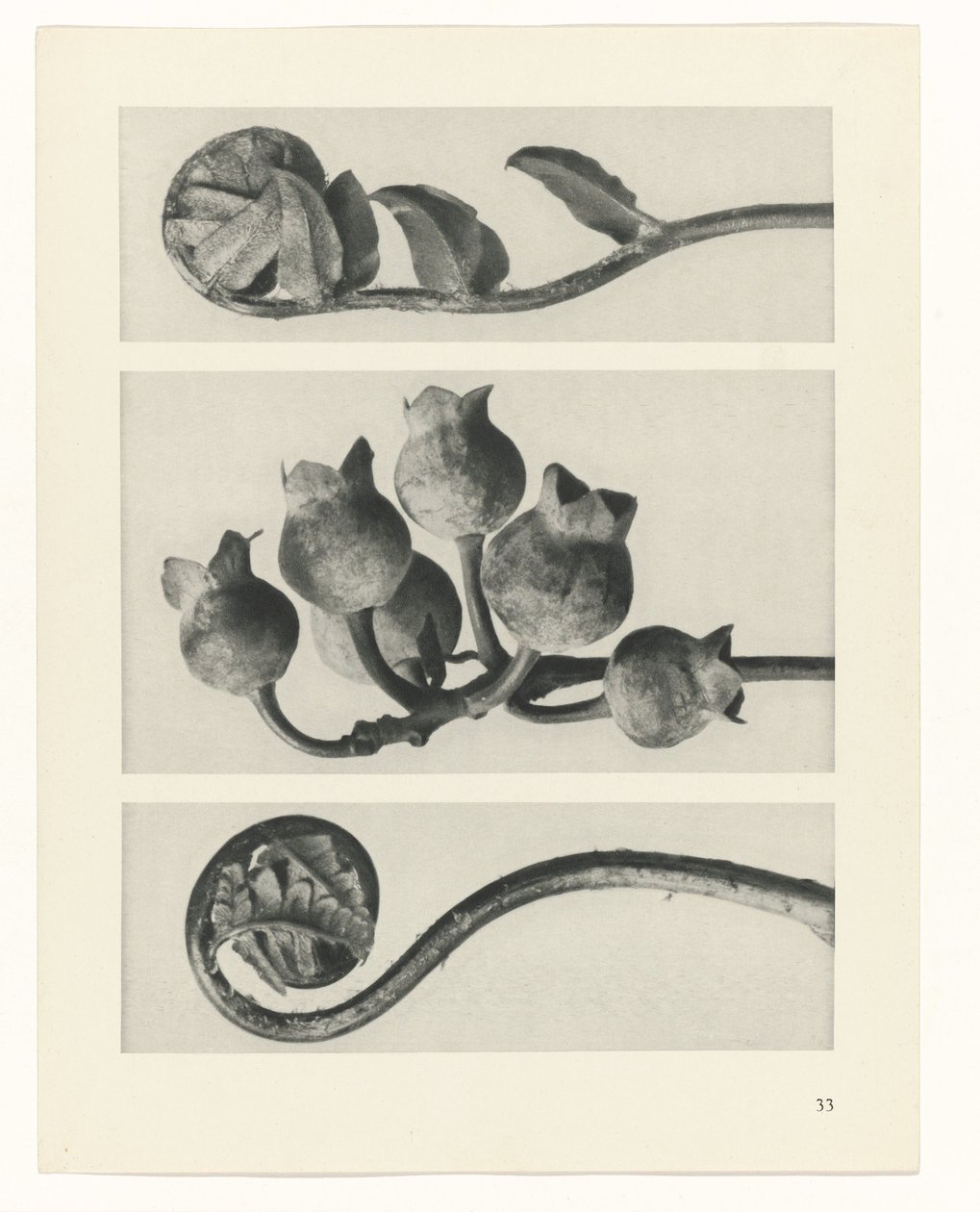 Studio di piante (serie Urformen der Kunst) da Karl Blossfeldt