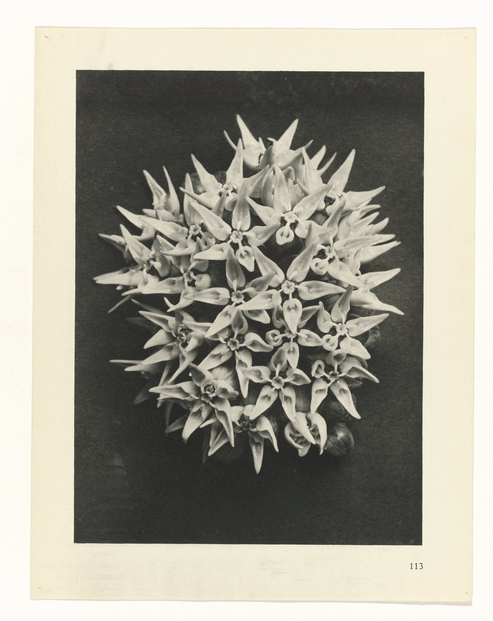 Studio di piante (serie Urformen der Kunst) da Karl Blossfeldt