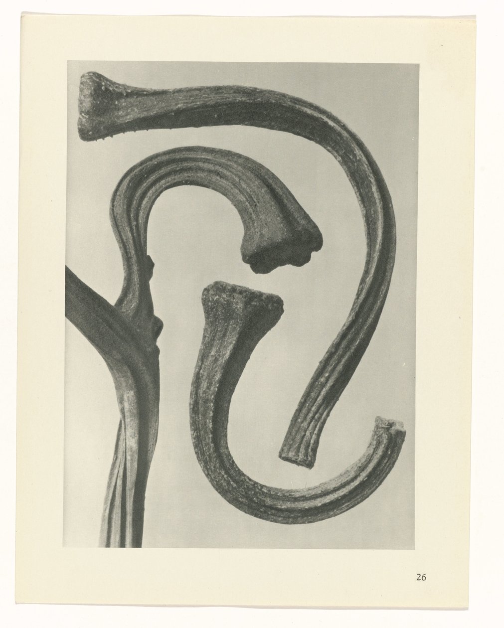 Studio di piante (serie Urformen der Kunst) da Karl Blossfeldt